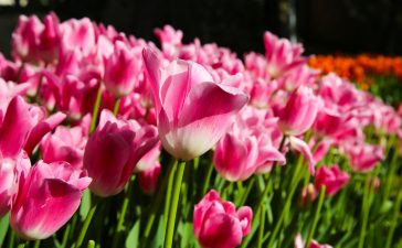 Garden Bulbs will fill your garden with color and perfume even on the dullest day