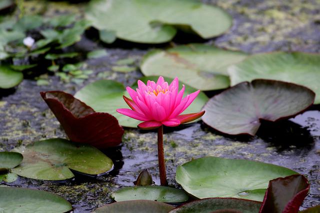lotus-water-lily-flower-pond-plant